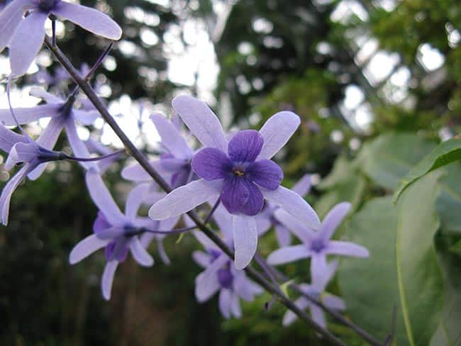 fotos das flores 5