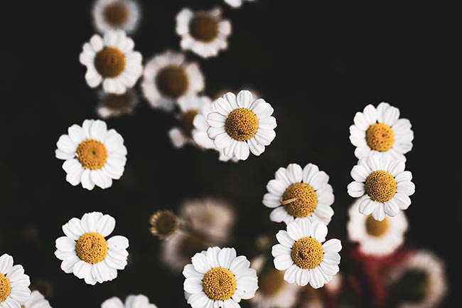 fotos das flores