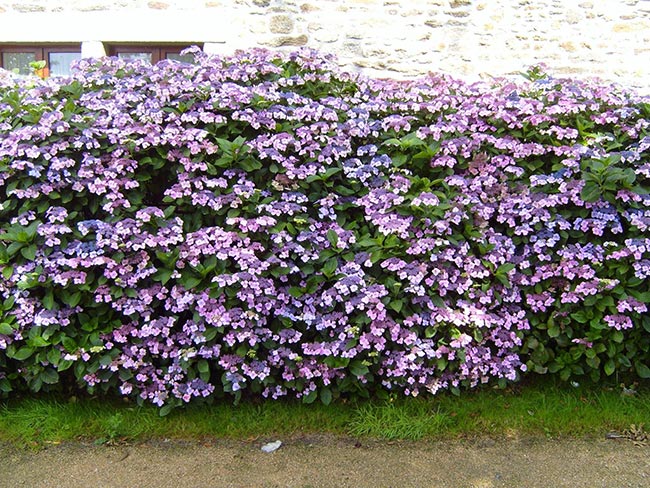 hibiscus violeta 2