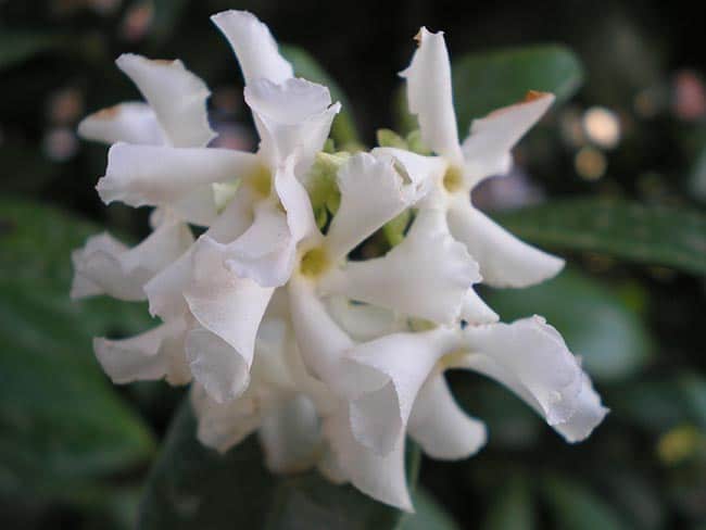 imagens da planta 1 imagens da planta 1