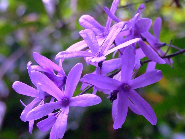imagens das flores 5