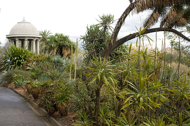 jardim de suculentas 5 jardim de suculentas 5