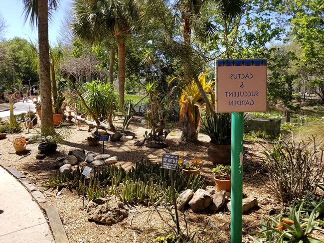 jardim de suculentas jardim de suculentas