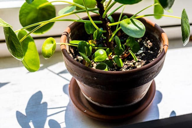 pilea em vaso 2