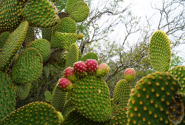 planta resistente 2