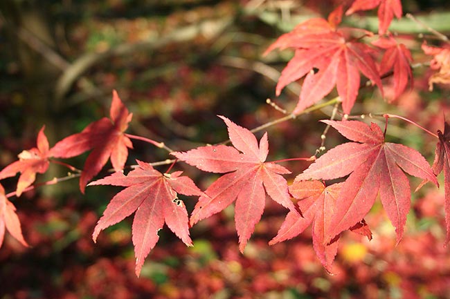 Acer palmatum 2