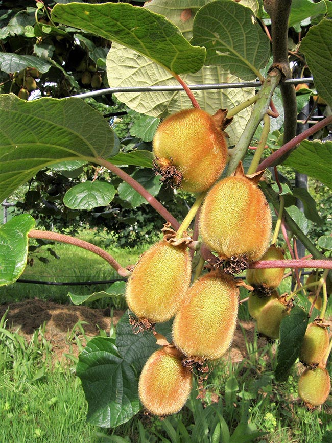 Actinidia deliciosa 3