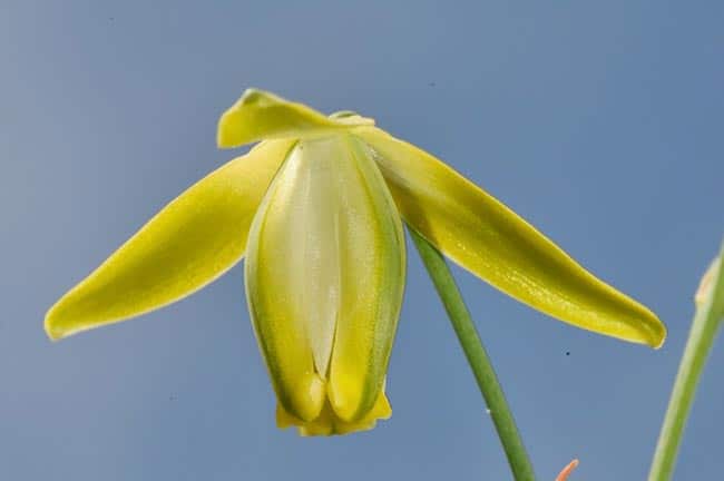 Albuca Saca Rolhas 2 1 Albuca Saca Rolhas 2 1