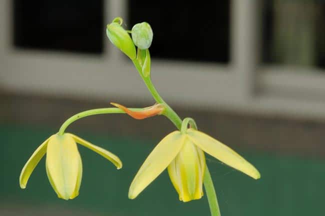 Albuca Saca Rolhas 3 2 Albuca Saca Rolhas 3 2