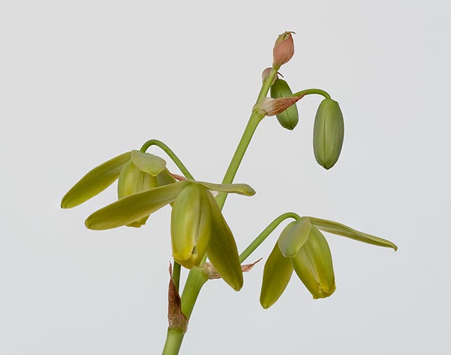 Albuca spiralis 2 2 Albuca spiralis 2 2