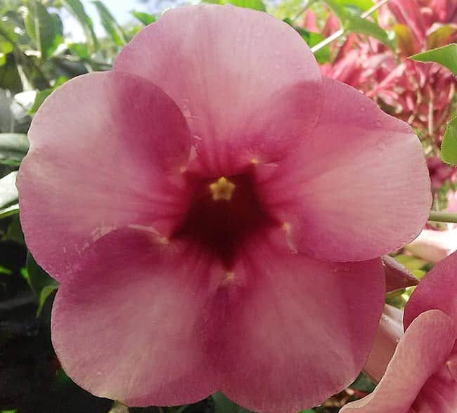 Allamanda blanchetii 1 2