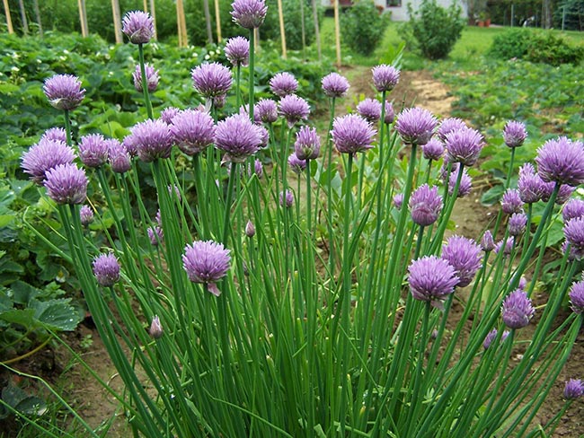 Allium Schoenoprasum