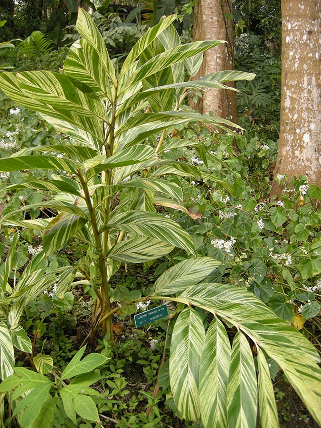 Alpinia zerumbet 1 2