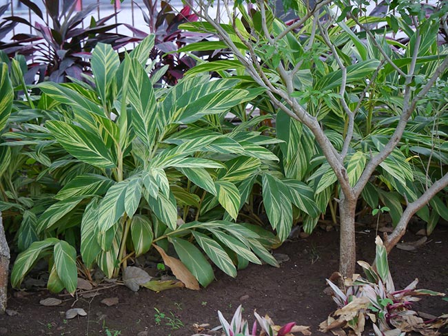 Alpinia zerumbet 2 2
