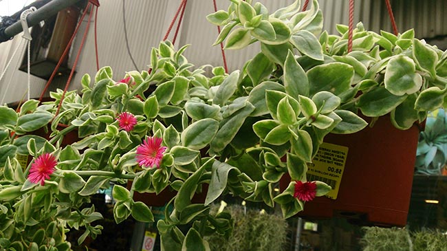 Aptenia cordifolia em vasos 2 Aptenia cordifolia em vasos 2