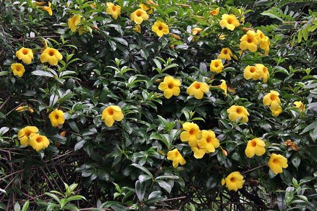 Arbusto de Allamanda blanchetii 2