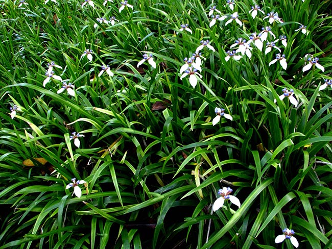 Arbusto florido