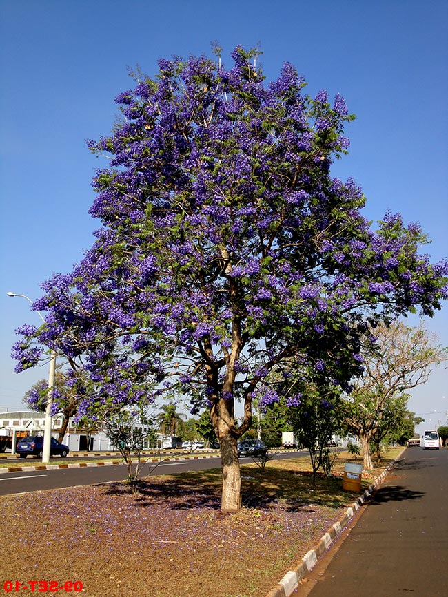 Arore de Jacaranda mimosifolia 1