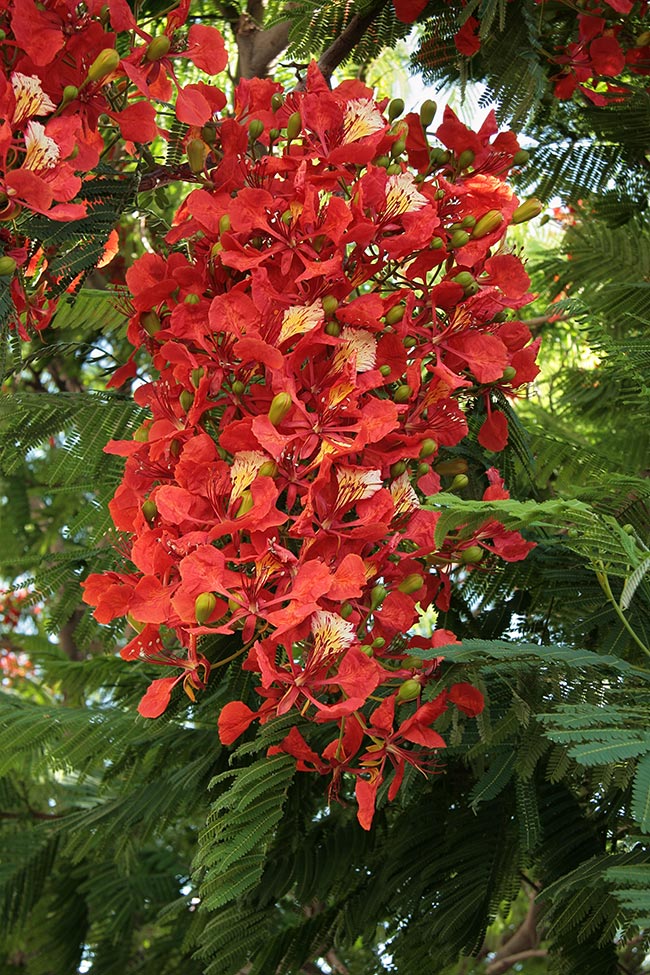 Arvore de Flamboia 5 Arvore de Flamboia 5