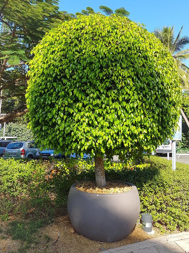 Arvore do Conselho no jardim