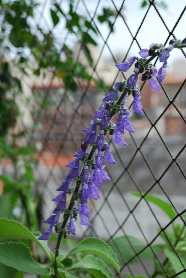 Boldo de Jardim 1 1