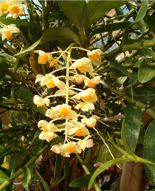 Cacho de flores 1 Cacho de flores 1