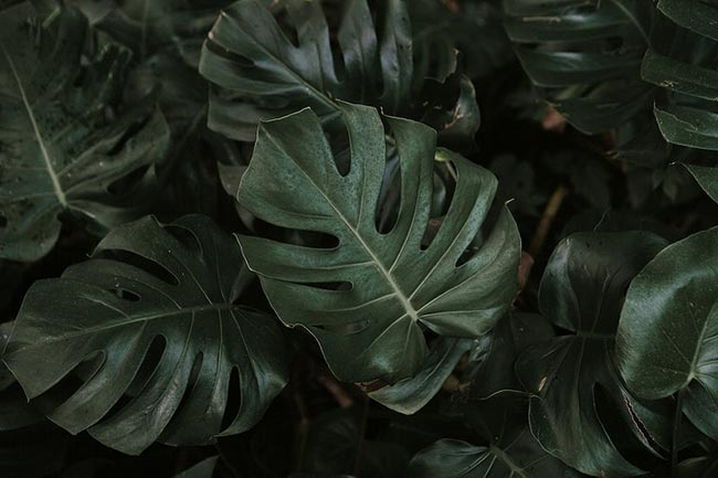 Calathea orbifolia 2