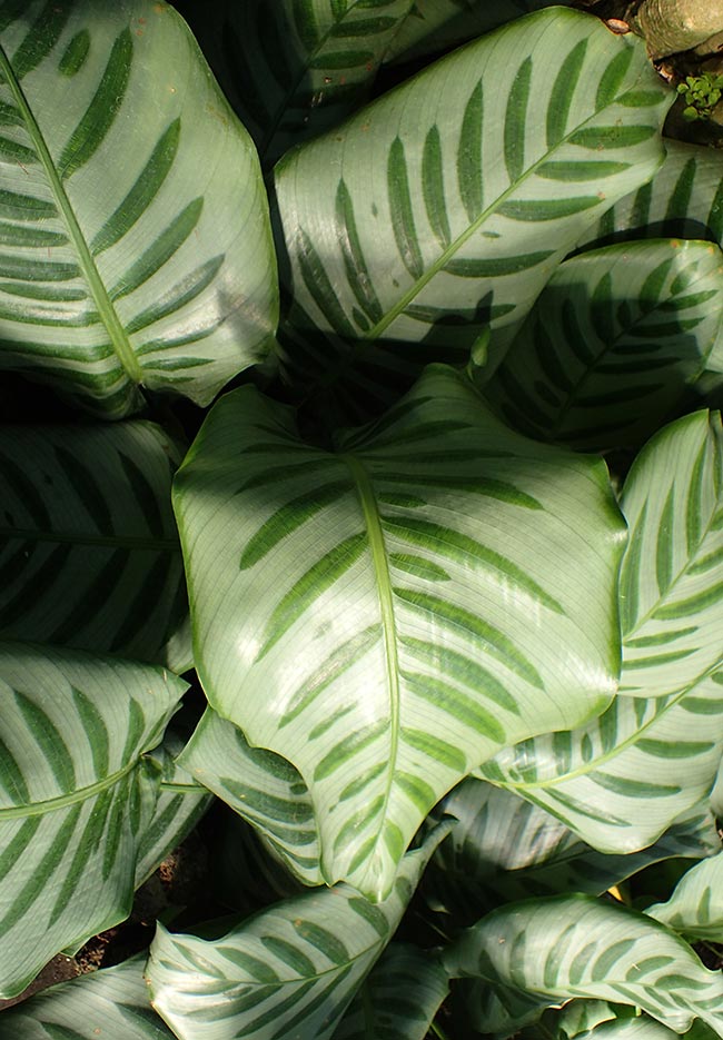 Calathea orbifolia 3