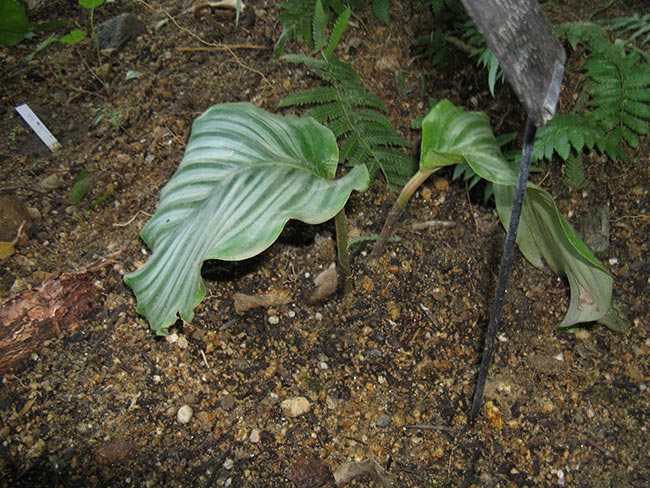Calathea orbifolia 4