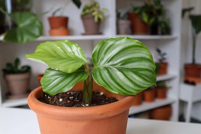 Calathea orbifolia