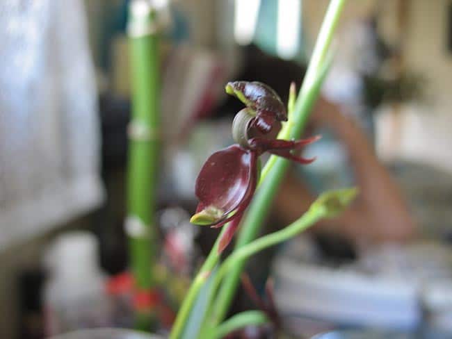 Como cuidar da Orquidea Pato Voador