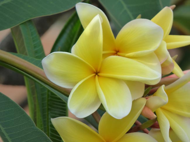 Como cuidar da Plumeria Rubra 1