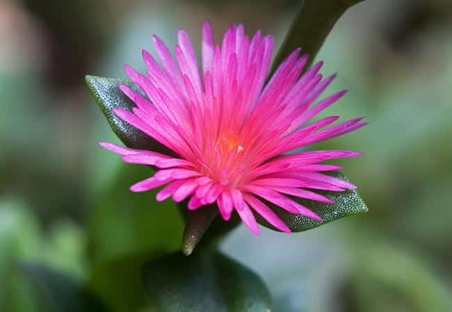 Como cuidar de Aptenia cordifolia 2 Como cuidar de Aptenia cordifolia 2