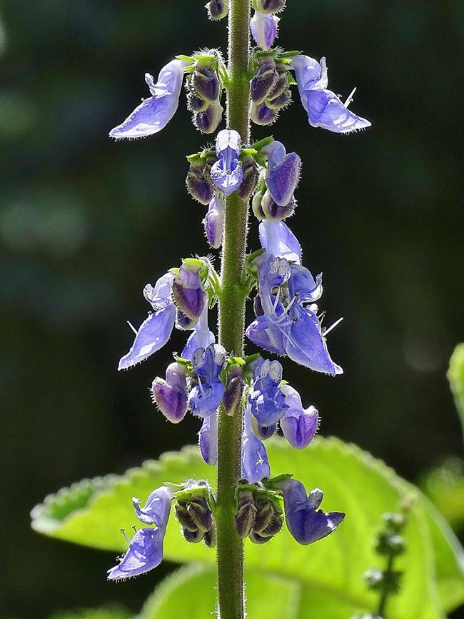 Como cuidar de Plectranthus barbatus 2