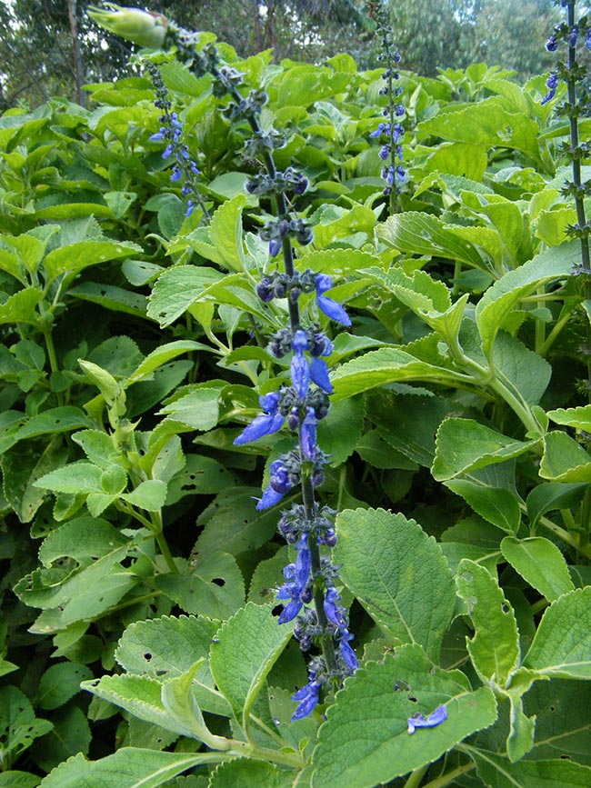 Como plantar Boldo de Jardim 2