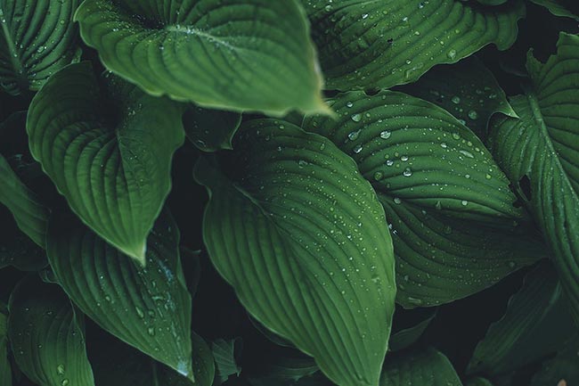 Como plantar Calateia Melancia