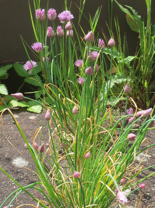 Como plantar Cebolinha Francesa 1