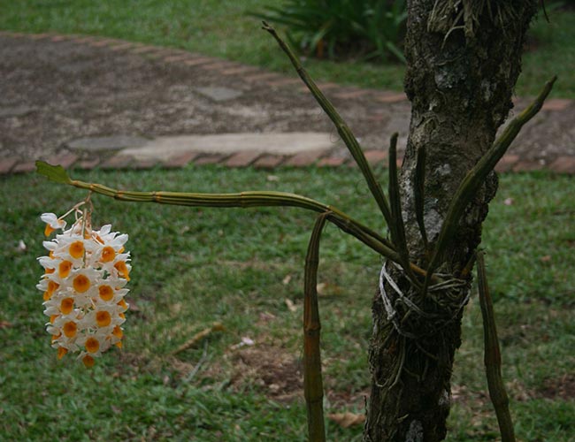 Como plantar Dendrobium thyrsiflorum Como plantar Dendrobium thyrsiflorum