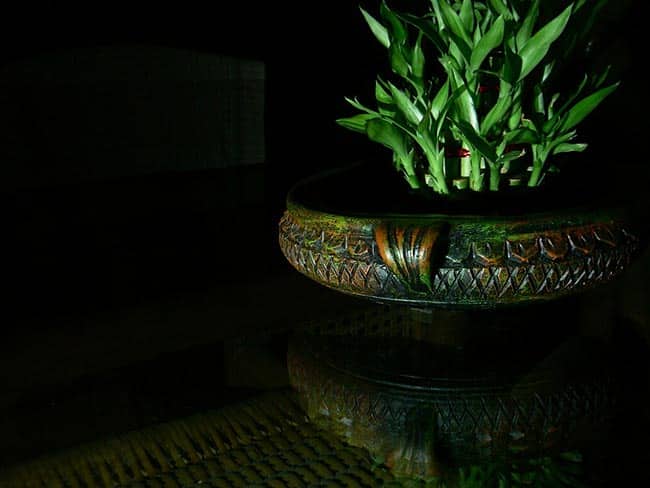 Como plantar Dracaena sanderiana 2 Como plantar Dracaena sanderiana 2