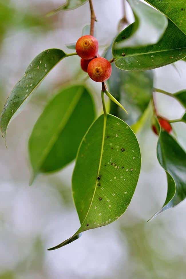 Como plantar Ficus altissima Como plantar Ficus altissima