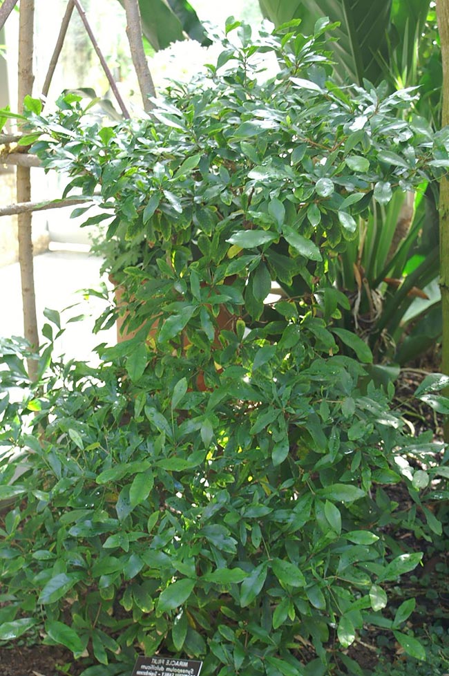 Como plantar Fruta do Milagre 1 2 Como plantar Fruta do Milagre 1 2