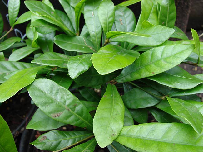 Como plantar Fruta do Milagre 3 Como plantar Fruta do Milagre 3