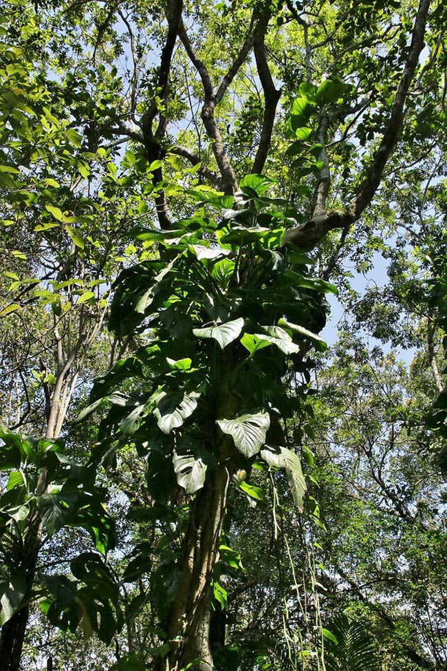 Como plantar Monstera Adansonii passo a passo 2