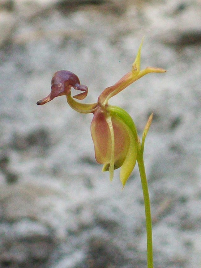 Como plantar Orquidea Pato Voador