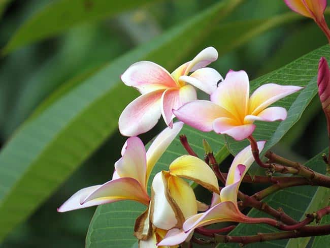Como plantar Plumeria Rubra 2