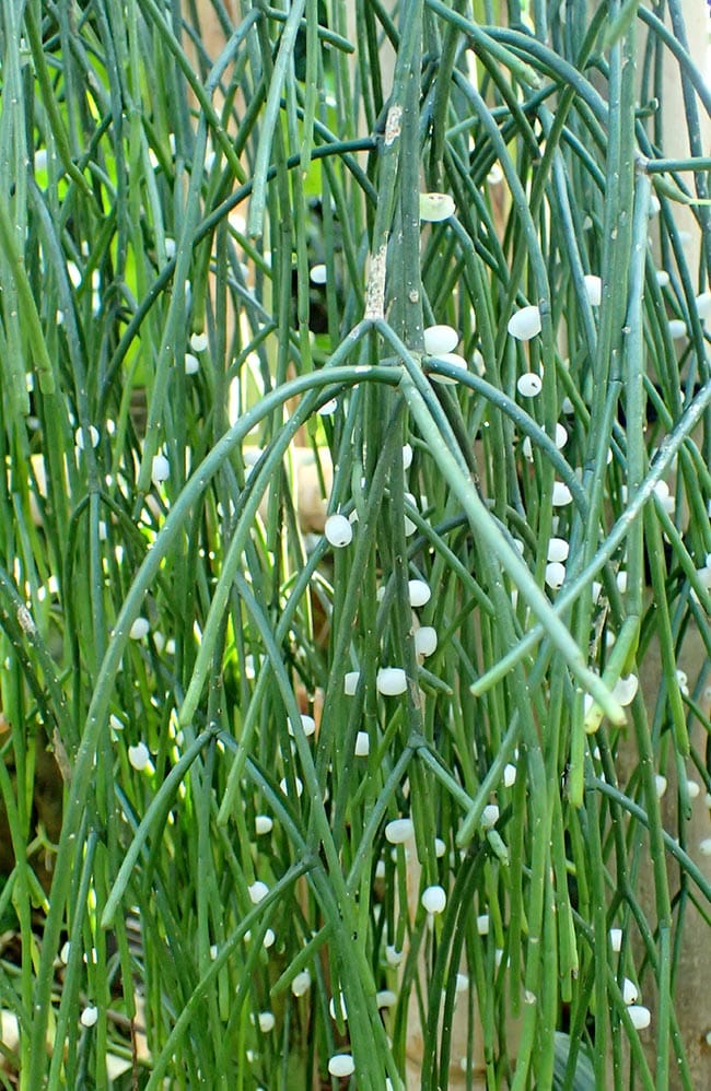 Como plantar Rhipsalis baccifera 1
