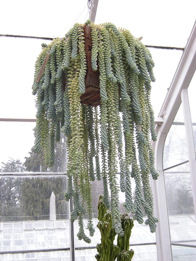 Como plantar Sedum morganianum 2 Como plantar Sedum morganianum 2