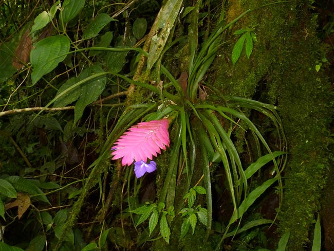 Como plantar Tillandsia cyanea 1