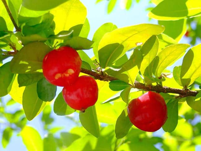 Como plantar acerola
