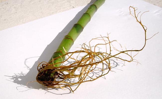 Como plantar bambu da sorte 2 Como plantar bambu da sorte 2
